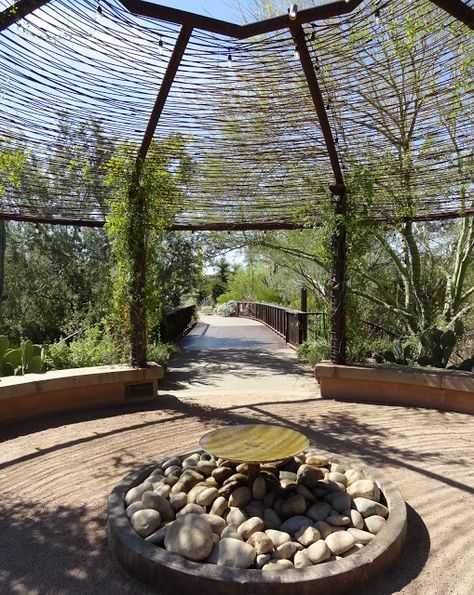 Hospital Garden, Desert Shade, Desert Backyard, Desert Gardens, Desert Botanical Garden, Vintage Arizona, Garden Screening, Shade Canopy, Desert Garden