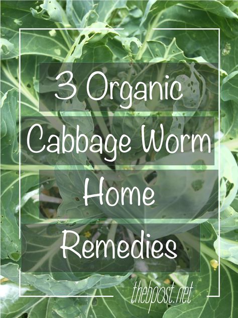 Got Cabbage Worms? Kick Them Out Of Your Garden With These Three Affordable Home Remedies. #Gardening #Homesteading #Organic Cabbage Worms, Natural Organic, Home Remedies, Nature