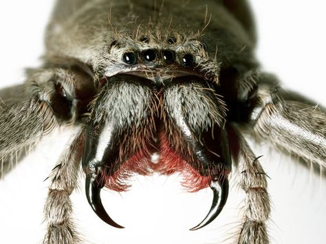 Can You Identify The Dangerous Utah Spiders?  This quiz was created for Beeline Pest Control as an awareness piece for the spider busy season. As it gets cold, they like to come inside to keep warm. Australian Spider, Spider Photo, Spider Eyes, Insect Anatomy, Dangerous Spiders, Huntsman Spider, Arachnids Spiders, Spider Face, Spider Drawing