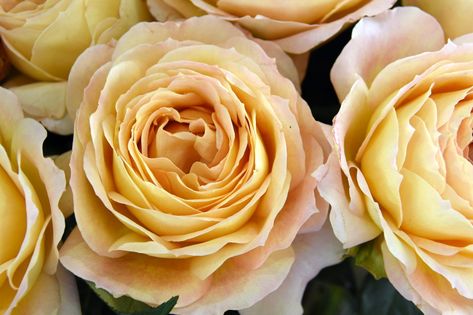 Toffee Rose Arrangement, Caramel Antike Rose, Apricot Candy Rose, Cabbage Garden, Blush Pink Sweet Escimo Rose, Carmel Antike Garden Rose, Orange Rose Varieties, Short Vase, Garden Rose