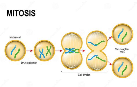 Mitosis. stock vector. Illustration of anatomy, laboratory - 92919875 Mitosis Diagram, Meiosis Activity, Mitosis Activity, Eukaryotic Cell, Cell Cycle, Ap Biology, Interactive Science, Science Notebooks, Cell Division