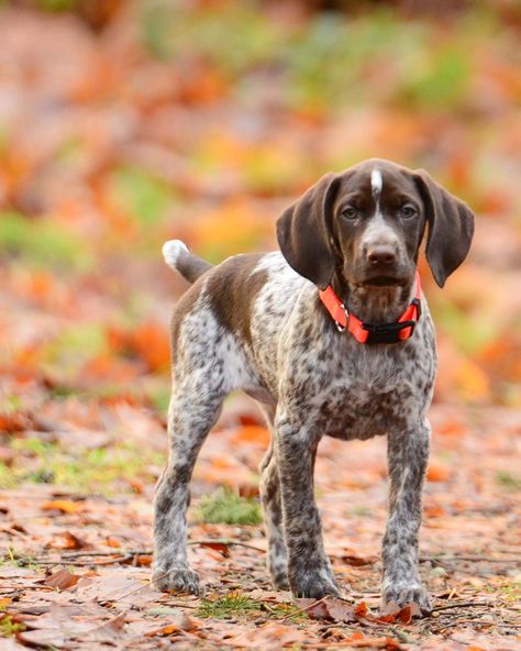 German Shorthaired Pointer Pup Short Hair German Pointer, German Shorthaired Pointer Hunting, Short Haired German Pointer, German Pointer Short Haired, German Short Hair Pointer, German Short Hair, German Short Haired Pointer, German Pointer, German Shorthair Pointer