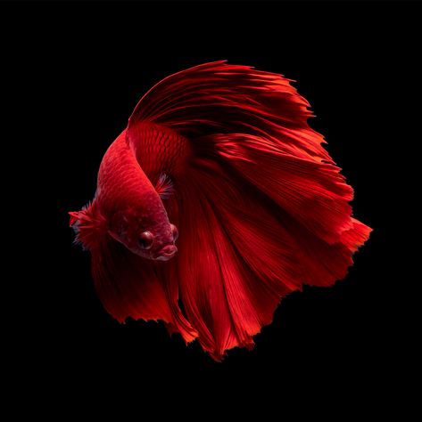 Siamese Fighting Fish on Behance Photos Of Fish, Betta Fish Types, Beta Fish, Fish Wallpaper, Ragdoll Kitten, Underwater Creatures, Fish Drawings, Norwegian Forest Cat, Pet Fish