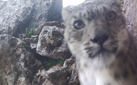 Snow Leopard Caught on Camera – Birding Beijing 北京观鸟 Snow Leopard Habitat, Funny Photoshop Pictures, Funny Photoshop, I Love Snow, Wildlife Photographer, Young Animal, British Wildlife, Caught On Camera, Local Community