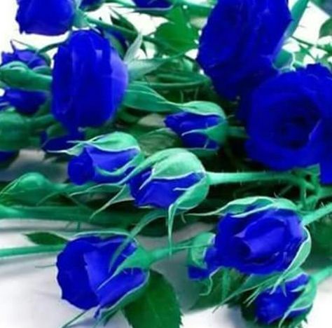 Blue Roses Wallpaper, Rose Seeds, Silk Flower Arrangements, Rare Flowers, Beautiful Flowers Wallpapers, Beautiful Rose Flowers, Blue Roses, Silk Roses, Alam Yang Indah