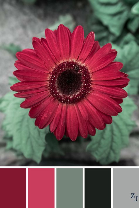 ZJ Colour Palette 632 #colourpalette #colourinspiration Raspberry Colour Palette, Color Palette With Red, Colour Palette Red, Floral Color Palette, Sharpie Drawings, Red Colour Palette, Color Schemes Colour Palettes, Color Meanings, Color Palate