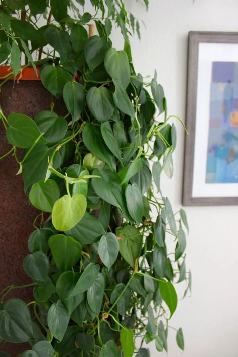 How To Care For Heartleaf Philodendron (Philodendron Hederaceum) - Smart Garden Guide Heartleaf Philodendron, Spa Vibes, Philodendron Hederaceum, Plant Obsession, Philodendron Care, Philodendron Scandens, Plant Friends, Philodendron Plant, Balcony Plants