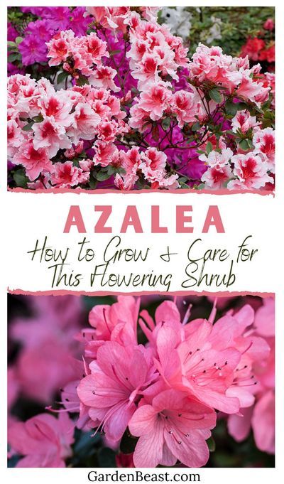 Are you looking for a plant that is easy to care for as an amateur gardener? Azalea shrubs are a popular choice for many gardeners, whether they have been doing it for a long time or are just starting out. They appeal in many different ways, such as through their beautiful, vibrant colors and their longevity | azaleas landscaping | azaleas care | azalea flower | azalea bush | garden shrub #azaleashrub #azaleaflower Azalea Plant Care, Planting Azaleas Tips, When To Plant Azalea Bushes, Azalea Shrub Landscaping, Azalea Landscaping Ideas, Encore Azaleas Landscaping Front Yards, Azealas Flowers, Azelea Aesthetic Flower, Azelia Bush Landscaping