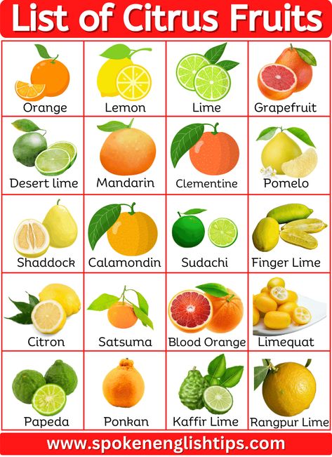 Are you looking for the list of citrus fruits name with pictures? Here is a complete list of citrus fruits names has been discussed below. Citrus Fruits Citrus fruits are a special kind of fruit that comes from certain flowering trees and shrubs. These trees belong to the citrus genus and are part of the ... Read more Different Types Of Citrus Fruits, Essen, Permaculture, Types Of Citrus Fruit, Types Of Fruits Chart, Citric Fruits List Of, Types Of Lemons, Citrus Fruits List, Citrus Fruit List