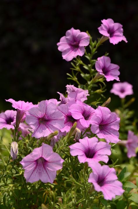 Petunia Flower Drawing, Petunia Illustration, Petunia Aesthetic, Petunia Drawing, Petunias Drawing, Crave Series, Petunia Flowers, Plant Reference, Flower References