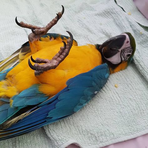 Pet Macaw, Harlequin Macaw, Blue And Gold Macaw, Blue Gold Macaw, Blue Macaw, Bird People, Funny Parrots, Macaw Parrot, Bird Care