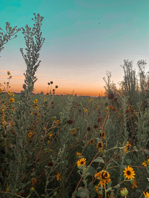 Carissa Aesthetic, Hayley Aesthetic, Western Summer Aesthetic, Western Sunset, Country Sunrise Aesthetic, Sunset Wildflowers, Open Field Aesthetic Sunset, Field Of Sunflowers Aesthetic, Sunflower Sunset