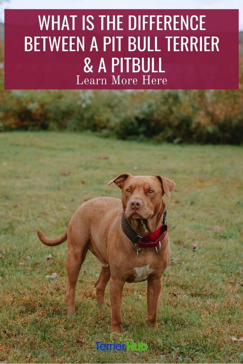 Pitbull Care Tips, American Pitbull Terrier Puppy, Pitbull Bull Terrier, Pitbull Terrier Puppies, Pit Bull Care, Pitbull Quotes, Pitbull Dog Breed, Bull Terrier Funny, Pit Bulls And Parolees