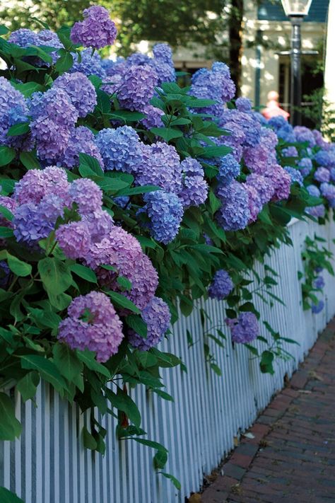 Spiritual Garden, Big Leaf Hydrangea, Fence Options, How To Get Bigger, Cottage Garden Plants, Cottage Garden Design, Garden Shrubs, Raised Planter, Fine Gardening