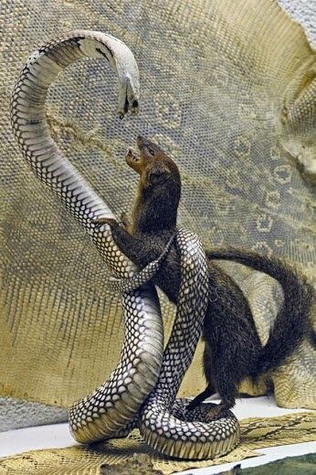 Mongoose Vs Snake, King Cobra Snake, Snake Photos, Scary Animals, Beautiful Snakes, Animals Amazing, King Cobra, Vivarium, Pretty Animals