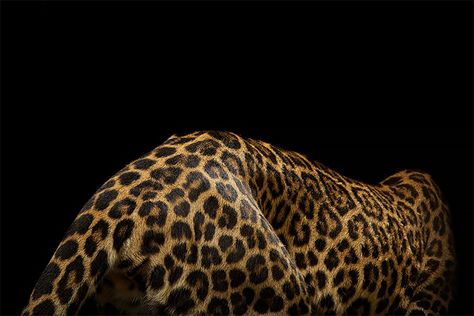 Big Cats: Photos by Vincent J. Musi Golden Brunette, Macbook Wallpaper, Cat Portraits, Life Design, Cat Photo, Big Cats, Cheetah Print, Jaguar, Feline