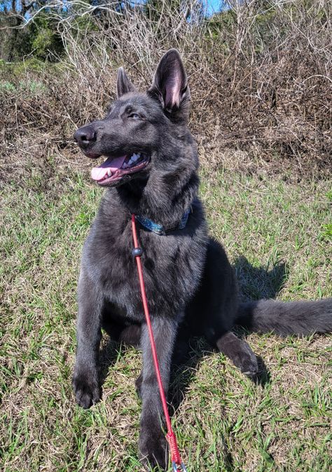 Blue Bay German Shepherd, Steel Blue German Shepherd, Blue German Shepherd Puppies, Blue German Shepherd, German Shepherd Colors, Anthropomorphic Characters, Herding Dogs Breeds, Dog Backyard, Wolf Dogs