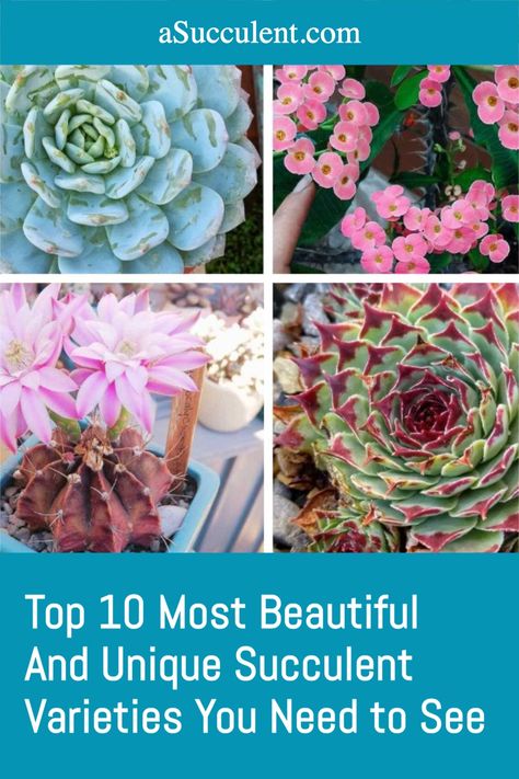 Top 10 Most Beautiful And Unique Succulent Varieties You Need to See Unique Succulents, Rare Cactus And Succulents, Unusual Succulents Unique, Names Of Succulent Plants, Succulent Types Chart, Echivera Succulents Types, Succulents For Sale, Zebra Plant, Flowering Succulents