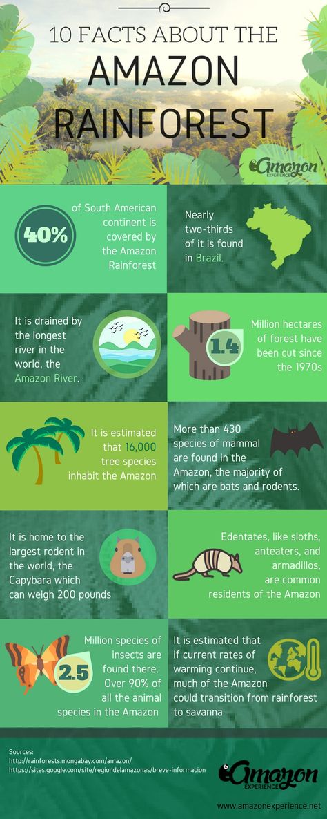 10 Facts about the Amazon Rainforest you probably didn't know. #Infographic #AmazonRainforest #Facts Rainforest Experiments For Kids, Amazon Rainforest Crafts For Kids, Amazon Rainforest Diorama, Rainforest Unit Study, Amazon Rainforest Project, Rainforest Infographic, Brazil Infographic, Brazil Crafts For Kids, Rainforest Lessons