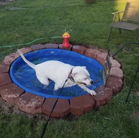 Backyard Dog Obstacle Course, Fun Dog Backyard Ideas, Dog Pools Backyard, Pet Pool Ideas, Backyard Dog Activities, Dog Outside Area Backyard Ideas, Outside Puppy Area, Cooling Area For Dogs Outside, Diy Dog Pin Outdoor