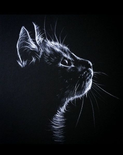 White Pencil On Black Paper, Pencil On Black Paper, Scratchboard Art, Graphite Art, Pencil Drawing Tutorials, Black Paper Drawing, Cats Drawing, Scratch Art, White Drawing