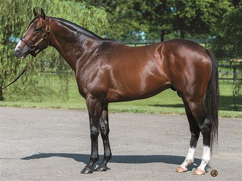 Thoughrobred Horse, Thourghbreds Horses, Horses Thoroughbred, Dark Bay Thoroughbred, Ottb Horses Thoroughbred, Thoroughbred, Pretty Horses, New Chapter, Horse Racing