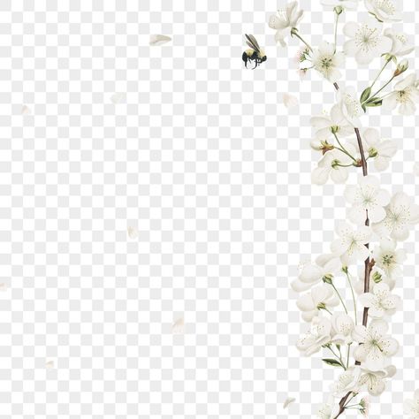 White Flower Illustration, White Flower Png, Template Undangan, Bridal Shower Tablescape, Flower Border Png, Cherry Blossom Theme, Wedding Borders, Blue Butterfly Wallpaper, Gold Wallpaper Background