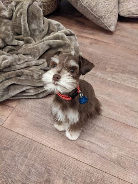 Brown Schnauzer Puppy, Mini Schnauzer Brown, Brown Miniature Schnauzer, Brown Mini Schnauzer, Cute Shnouzers, Schnauzer Brown, Snauzer Puppy, Brown Schnauzer, Aesthetic Dog Stuff