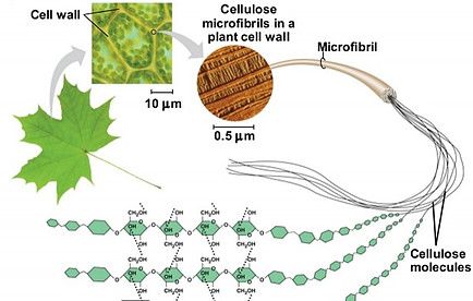 Carbohydrates Food, Plant Cell, Cellulose Fiber, Cell Wall, Aging Well, Bamboo Fabric, Viscose Fabric, Environmental Impact, Next Door