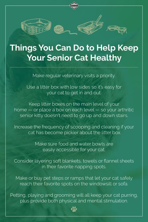 Nature, Cat Cpr, Senior Cat Care, Pet Recipes, Cat Medicine, Witch Board, Cat Ages, Cat Health Care, Cat Things