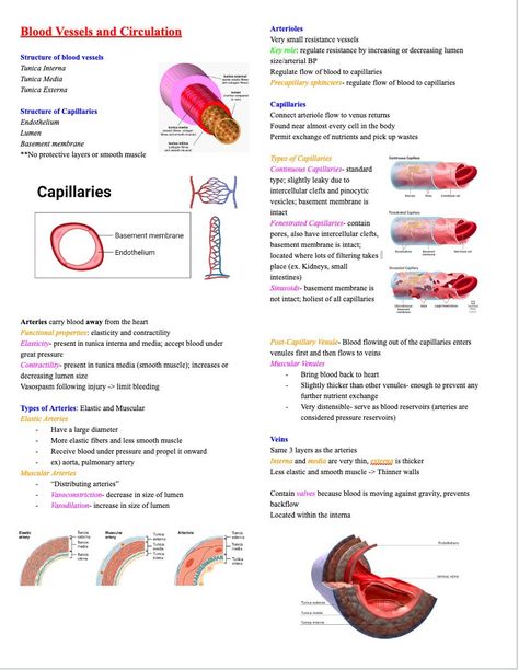 This file is a notes document for the unit on Blood Vessels and Circulation from basic Anatomy and Physiology, a pre-requisite for nursing school This document covers the subjects of: -Structures of blood vessels -Blood Distribution in the body -Blood Pressures -Circulatory Routes -Hemodynamics -Shock Note- Anatomy of the heart itself is in a SEPARATE document titled "Cardiovascular System"  Note- this is a DIGITAL DOWNLOAD. It can be downloaded directly to your device immediately after purchasing. No item will be physically sent to you in the mail Cardiovascular System Anatomy, Blood Circulation System, Blood Vessels Anatomy, Anatomy Of The Heart, What Is Blood, Medical Radiography, Anatomy Notes, Basic Anatomy, Nursing School Essential