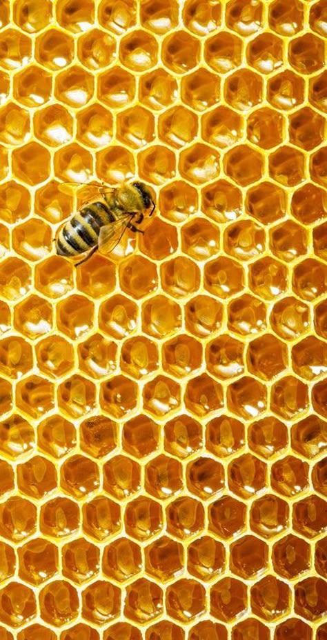 Honey Comb Aesthetic, Honey Bee Aesthetic, Honeycomb Aesthetic, Honeycomb Wallpaper, Honeybee Art, Natural Form Art, Bee Honeycomb, Trending Pins, Food Wallpaper