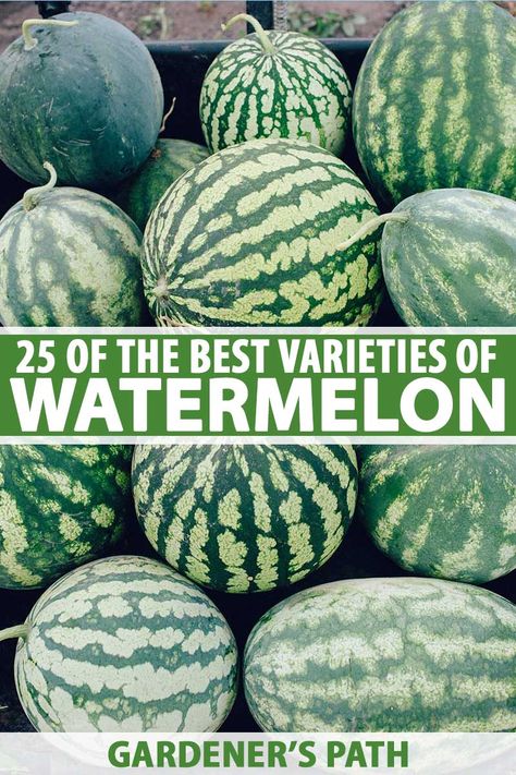 Ready to discover 25 of the best watermelon varieties you can grow in your own garden? This refreshing summer staple comes in a range of sizes with several different colors available, and seedless options too. Learn more about some of the sweetest, juiciest watermelons around. #watermelon #growyourown #gardenerspath Types Of Watermelon, Watermelon Pictures, Watermelon Farming, Watermelon Varieties, Best Watermelon, Fried Chicken Recipe Southern, Successful Tips, Backyard Vegetable Garden, How To Grow Watermelon