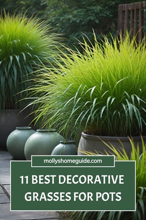 Discover the best ornamental grasses for pots and containers that will elevate your outdoor space! Whether you need tall ornamental grasses for privacy or want to add texture to your landscape, these varieties are perfect for both sun and shade. Create a stunning privacy fence with these fountain grasses or use them as a focal point in your garden. From fountain grasses to other tall ornamental options, find the best types that are perfect for any landscape design. Grasses In Pots Outdoor, Tall Plants For Planters, Ornamental Grass Landscaping, Fountain Grass In Pots, Privacy Plants In Pots, Grasses In Pots, Backyard Boardwalk, Grasses For Privacy, Large Pots Outdoor