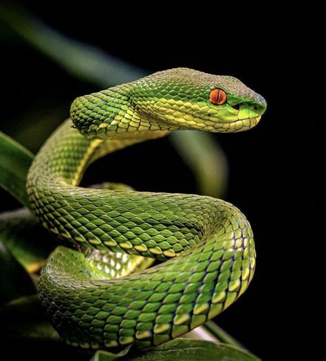 Big Cat Tattoo, Medusa Snake, Viper Snake, Medusa Tattoo Design, Types Of Snake, White Lips, Snake Tattoo Design, Pit Viper, Wild Animals Pictures