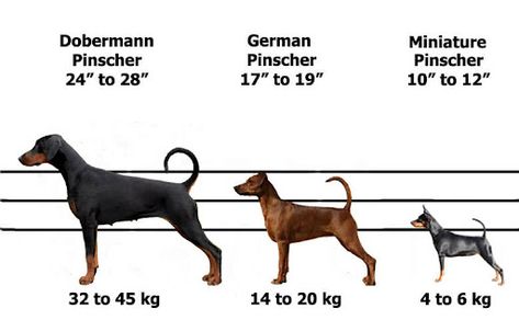 Mini Pincher, Mini Doberman, German Pinscher, Mini Pinscher, Min Pins, Food Homemade, Dog Things, Miniature Pinscher, Must Love Dogs