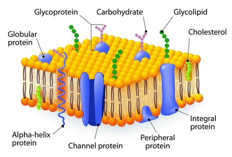 Cell membrane Cell Membrane Structure, Membran Sel, Cell Diagram, Plant And Animal Cells, Cells Project, Cell Organelles, Membrane Structure, Plasma Membrane, Cell Model