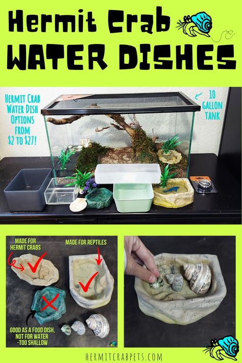 Hermit Crab Tank Ideas Diy, Diy Hermit Crab Habitat Ideas, Diy Hermit Crab Habitat Tanks, Crabitat Ideas Diy Hermit Crab Habitat, Hermit Crab Tank Ideas, Hermit Crab Enclosure, Hermit Crab Habitat Ideas, Hermit Crab Care, Hermit Crab Cage