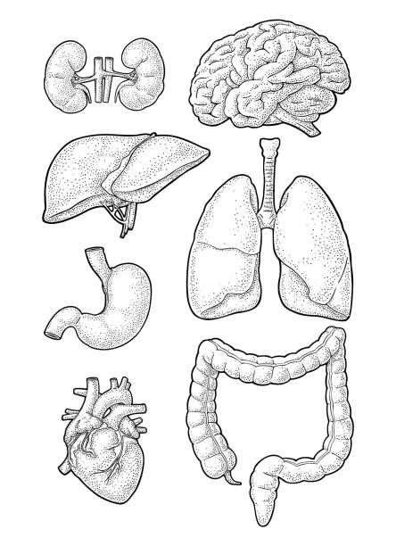 Choose from Lung Sketch stock illustrations from iStock. Find high-quality royalty-free vector images that you won't find anywhere else. Body Organs Drawing, Lungs Sketch, Human Heart Diagram, Lungs Drawing, Heart Diagram, Human Body Science, Anatomy Coloring Book, Human Body Organs, Sketch Icon