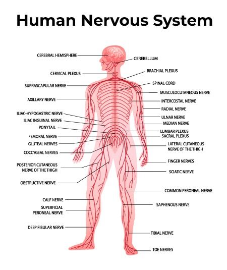 What is Nervous System? - Parts, Types and Functions - GeeksforGeeks Nervous System Parts And Functions, Nervous System Parts, Nervous System Diagram, Axillary Nerve, Radial Nerve, Human Nervous System, Sensory Nerves, Median Nerve, Hooked On A Feeling