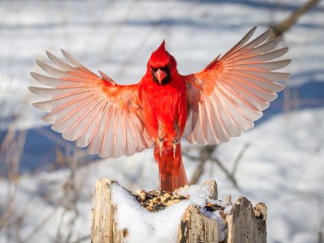 Every state's official bird - Insider Common Birds, Northern Cardinal, State Birds, Most Beautiful Birds, Cardinal Bird, Bird Watcher, Cardinal Birds, Red Bird, Backyard Birds