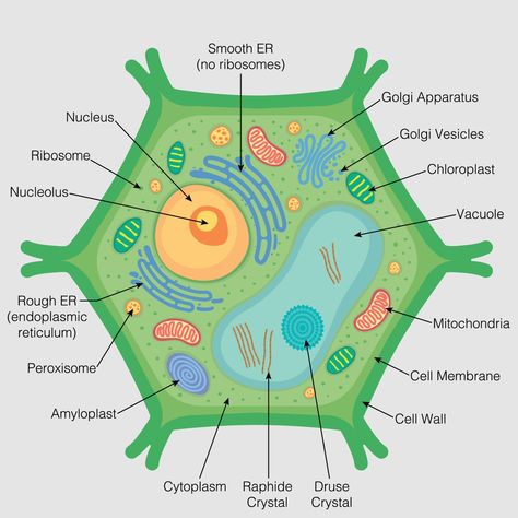 Plant Cells Project Ideas, Plant Cell Functions, Plant Cell Drawing, Plant Cell Parts, Animal Cell Drawing, 3d Plant Cell, Golgi Apparatus, Plant Cell Project, Plant Cell Diagram