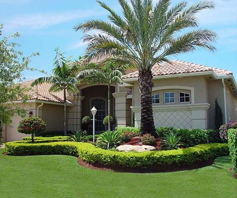 True Date Palm Sylvester Palm, Palm Tree Landscaping, Landscape Florida, Bromeliads Garden, Edging Landscape, Date Palm Tree, Tree Landscaping, Trees For Front Yard, Palm Trees Landscaping