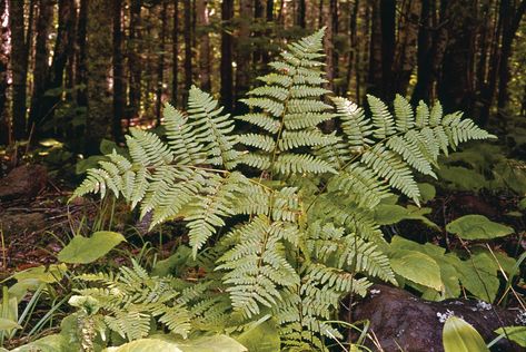 Bracken Fern, True Roots, Plant Seedlings, Fern Plant, Vascular Plant, Low Maintenance Garden, Invasive Species, Plant Species, Planting Bulbs