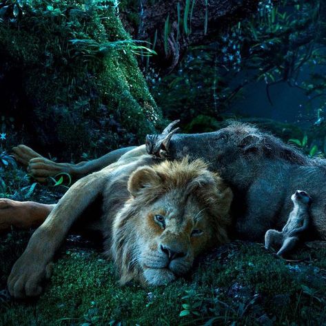 Dolby Cinema on Instagram: “We’re roaring with excitement. Check out a brand new set of stills from #TheLionKing via @EntertainmentWeekly. . . . . . #dolbycinema…” Le Roi Lion Disney, Roi Lion Simba, Watch The Lion King, Disney Mignon, The Lion Sleeps Tonight, Lion King Movie, Timon And Pumbaa, Il Re Leone, Simba And Nala