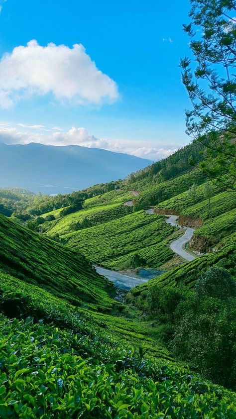 Munnar Wallpaper, Munnar Aesthetic, Munnar Photography, Jungle Images, Munnar Kerala, New Nature Wallpaper, Exfoliating Sponge, Best Nature Images, Village Photos