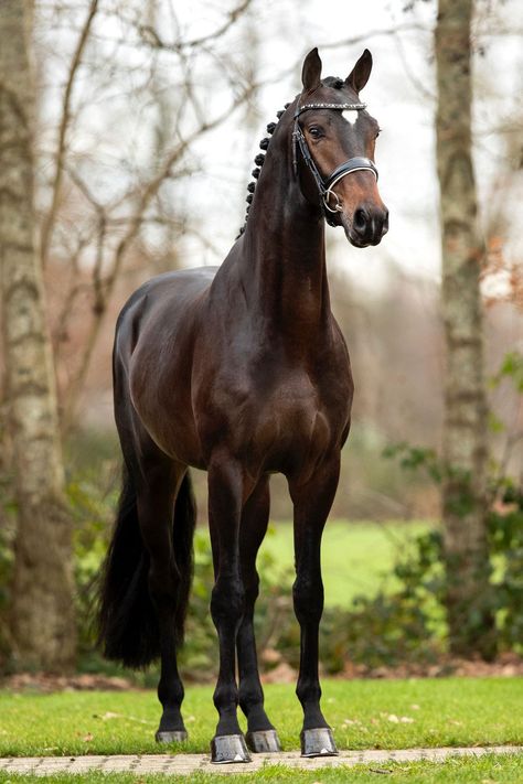 Bay Warmblood Horse, Dark Chestnut Horse, Dark Brown Horse Aesthetic, Dark Bay Horse Aesthetic, Thourghbreds Horses, Horse Warmblood, Dark Bay Horse, Dark Brown Horse, Kwpn Horse