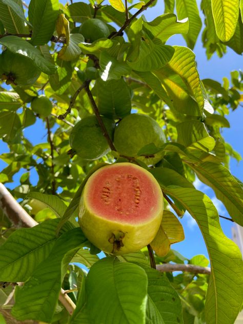 Guava Aesthetic, Tropical Fruit Photography, Poste Instagram, Pineapple Guava, Guava Tree, Guava Fruit, Guavas, Fruit Photography, Plant Aesthetic