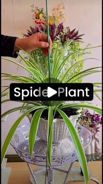 Spider Plant Arrangements, Spider Plant Topiary, Spider Plant Potting Ideas, Spider Plant Decor Ideas, Spider Plant Display Ideas, Spider Plants Indoor, Diy Plant Trellis Indoor, Spider Plant Decor, Spider Plant Indoor