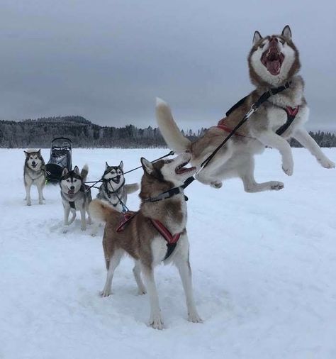 Pretty Dogs, Silly Dogs, Pretty Animals, Silly Animals, Husky Dogs, Cute Wild Animals, Dog Sledding, Cute Animal Photos, I Want To Be